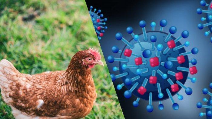 Bukan Hanya Corona, Flu Burung Juga Berbahaya
