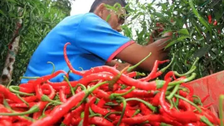 Cabai Merah Sumbang Deflasi Sumsel Bulan April