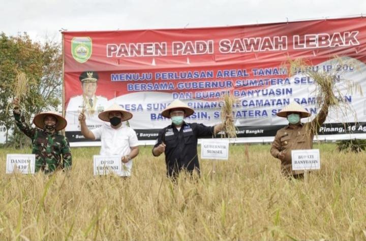 Hari Minggu Tetap Kerja, Herman Deru Panen Raya Padi Lebak