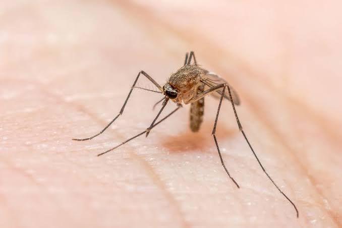 Mari Ketahui Apa Itu Malaria?