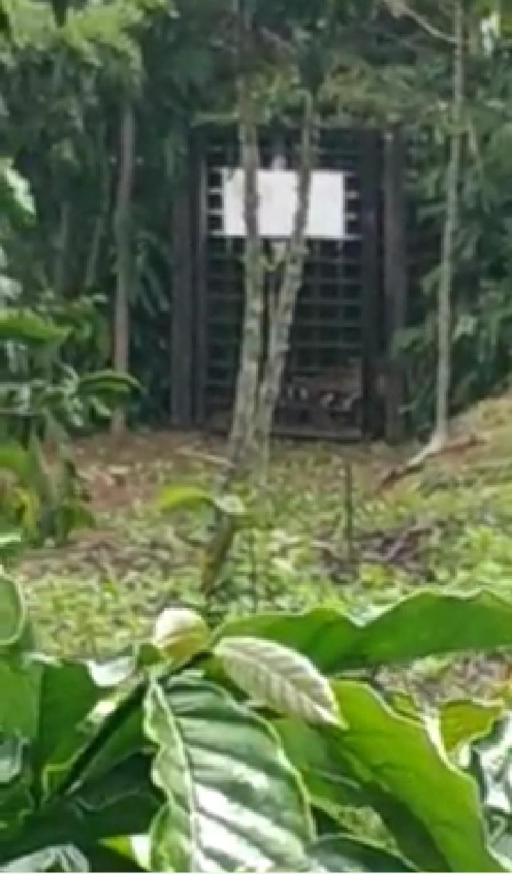 Masuk Perangkap, Seekor Harimau di Semendo Muara Enim Berhasil Ditangkap