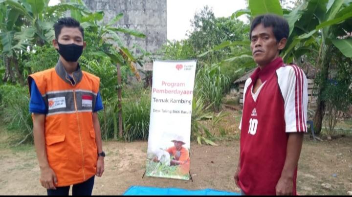 Pakan Fermentasi Batang Pisang Solusi Pakan Untuk Peternak Kambing