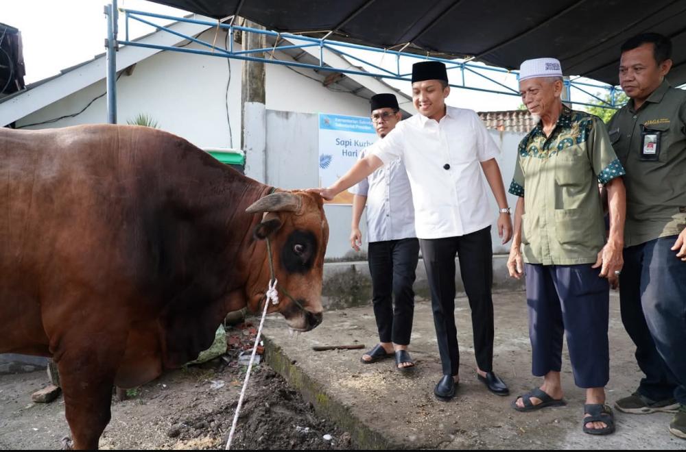 Panca Wijaya Akbar Menyerahkan Sapi Kurban dari Presiden RI Prabowo Kepada Masyarakat Kelurahan Inderalaya