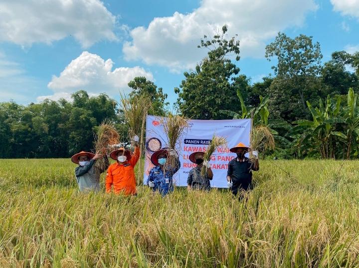 Rumah Zakat Gelar Penen Raya di Kawasan Wakaf Lumbung Pangan Madiun