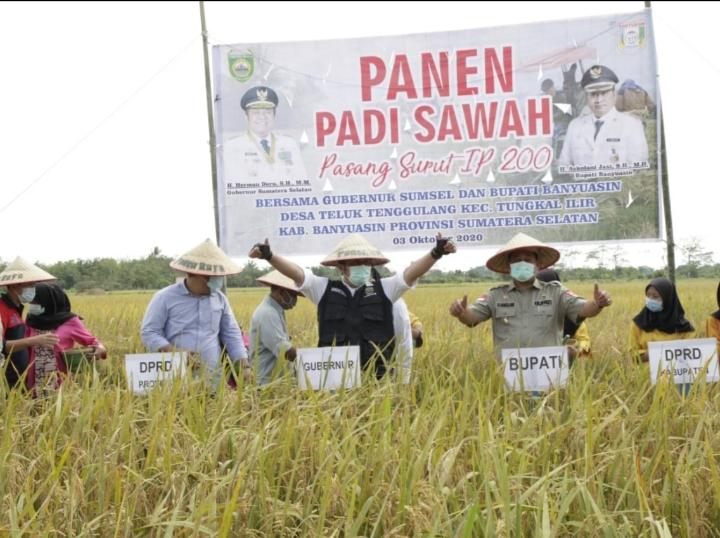 Semangati Petani, Gubernur Herman Deru Panen Raya di Banyuasin